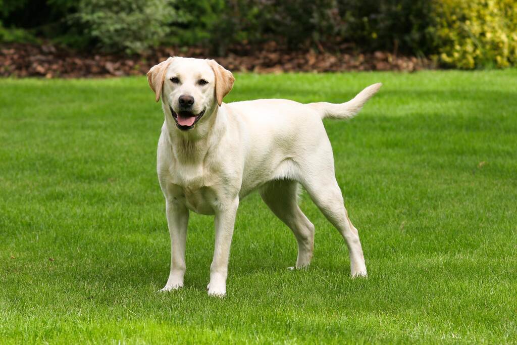 racas-de-cachorro-labrador-retriever